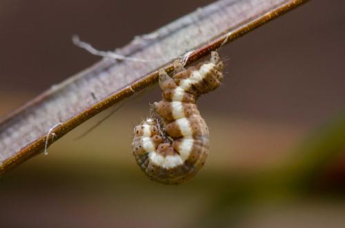 Eugnorisma glareosa